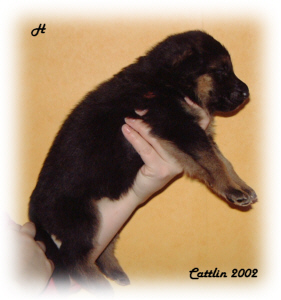 sch�fervalp